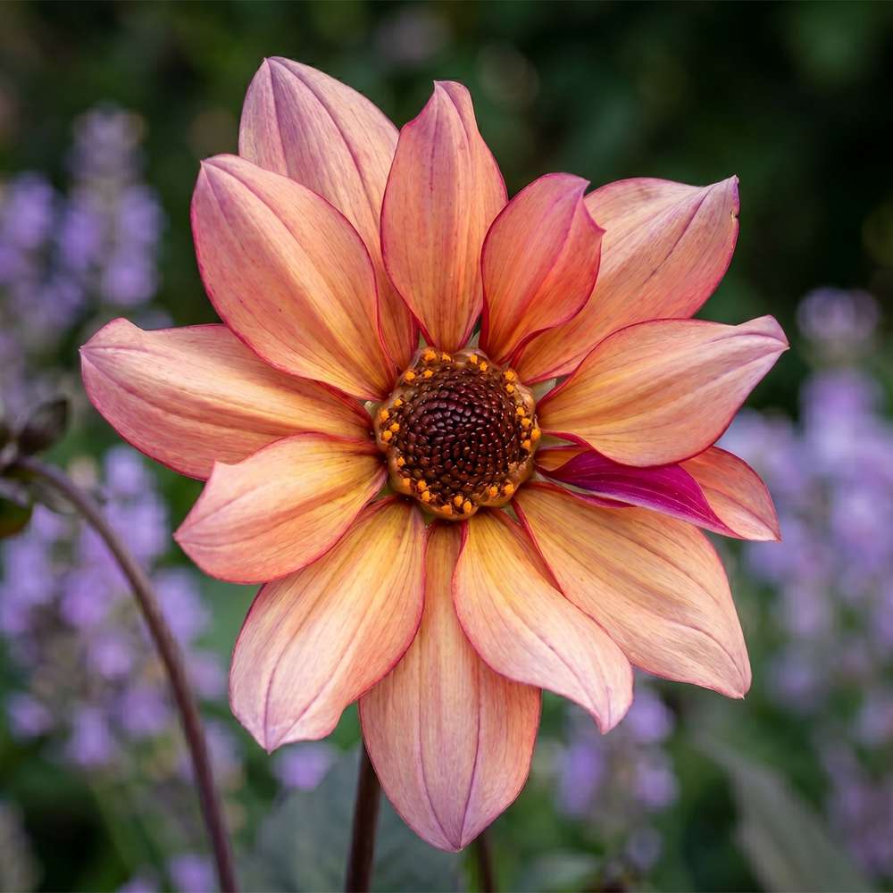 Dahlia 'Jonathan Buckley'